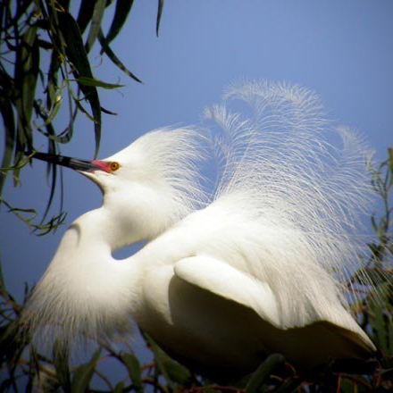 A white heron or snowy egret in breeding plumage